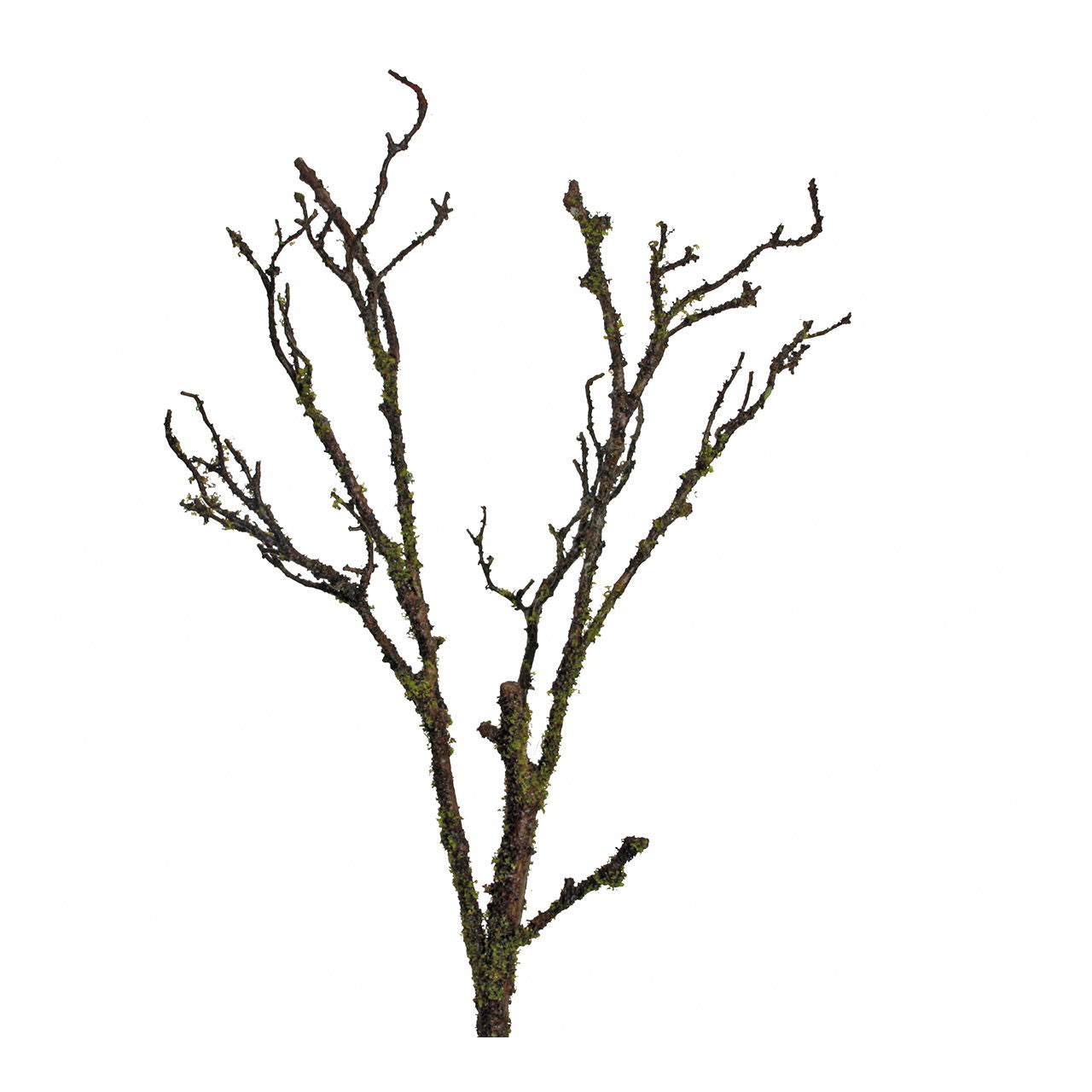 Branch with moss Brown green