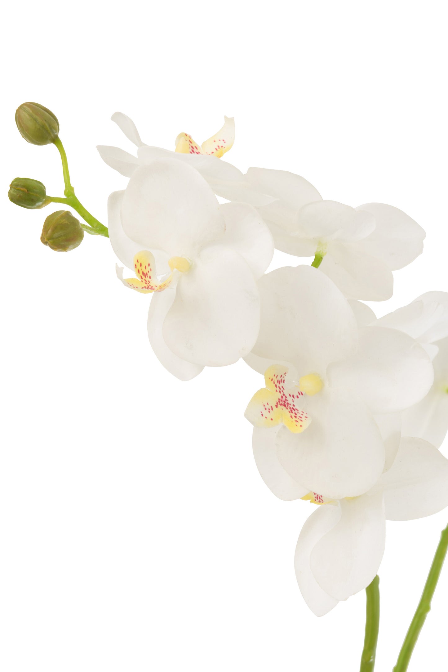 Orchid In Soil Plastic White/Green Medium